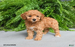 Miniature Poodle dogs for sale: Dixie - Image 5