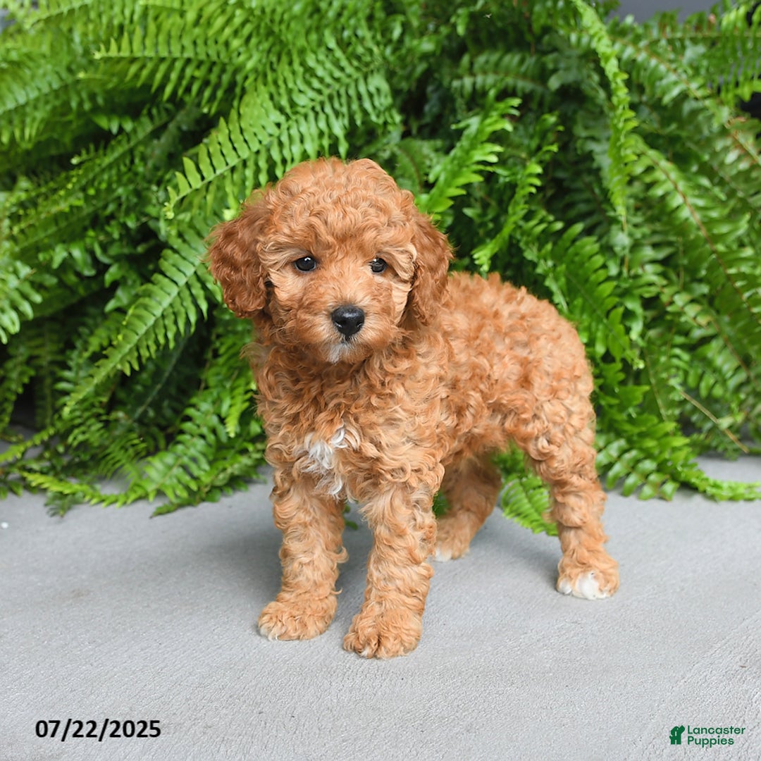 Miniature Poodle dogs for sale: Dixie - Image 5