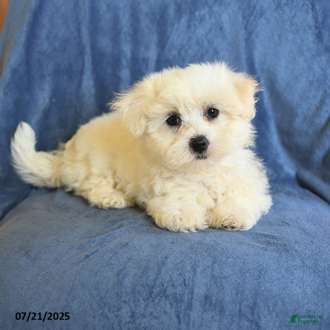 Maltese dogs for sale: Claire - Image 4