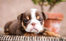 English Bulldog dogs for sale: Sadie - Image 1