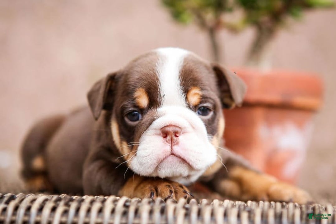 English Bulldog dogs for sale: Sadie - Image 1