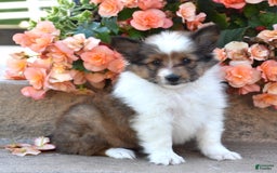 Shetland Sheepdog dogs for sale: Ritz - Image 2