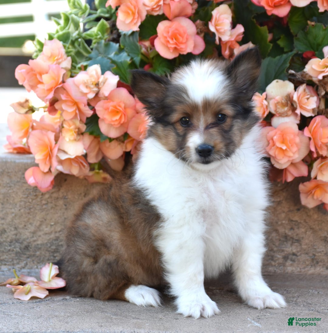 Shetland Sheepdog dogs for sale: Ritz - Image 2