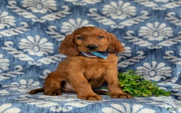 Irish Setter dogs for sale: Jackson - Image 3