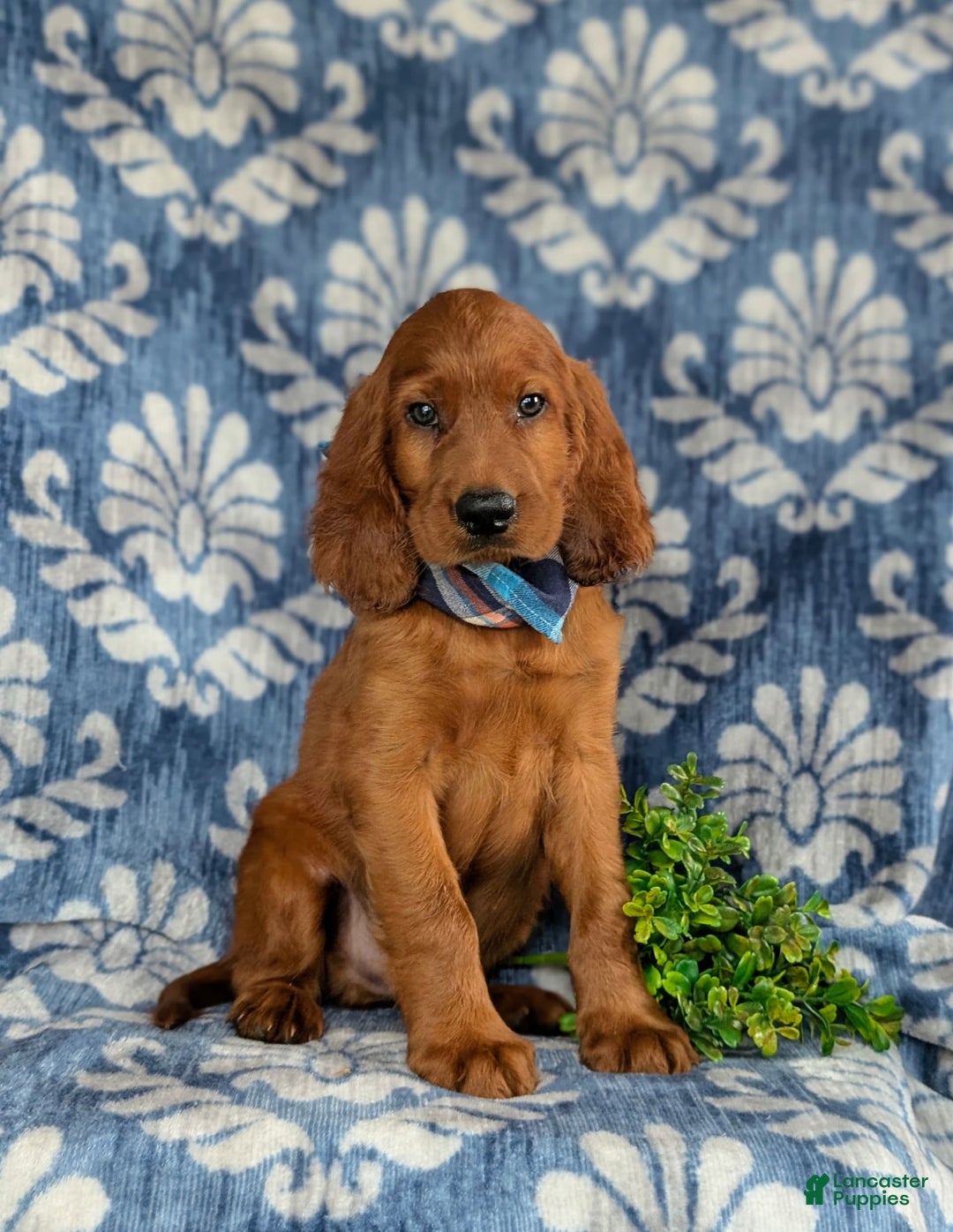 Irish Setter dogs for sale: Jackson - Image 3