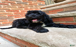 Goldendoodle dogs for sale: Bella - Image 4