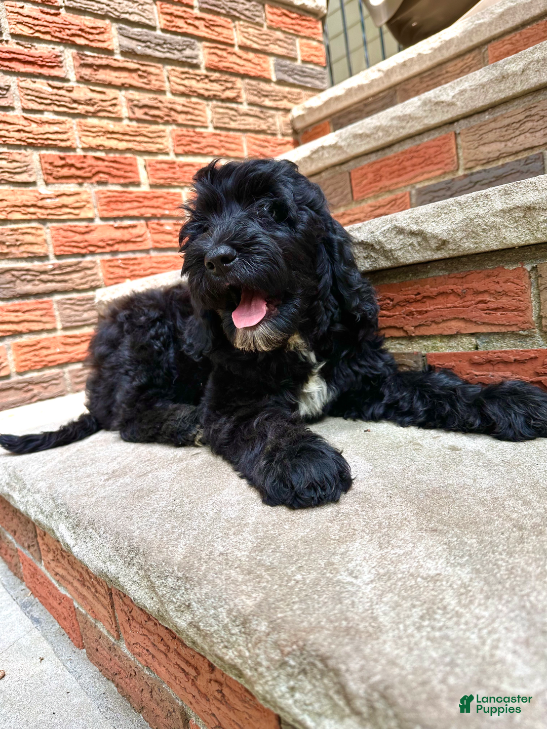 Goldendoodle dogs for sale: Bella - Image 4