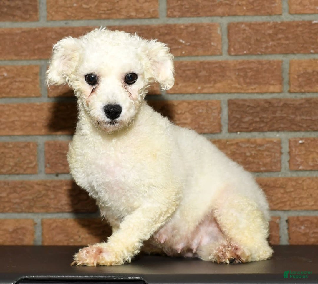 Yochon dogs for sale: Mia - Image 10