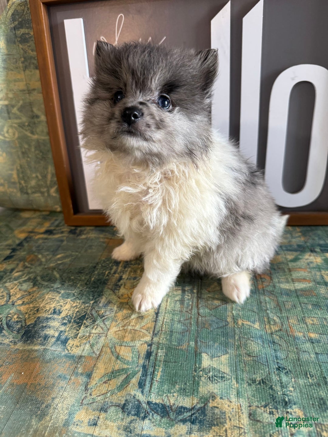 Pomeranian dogs for sale: Aaron - Image 2