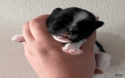 Pomeranian dogs for sale: Serenade - Image 2