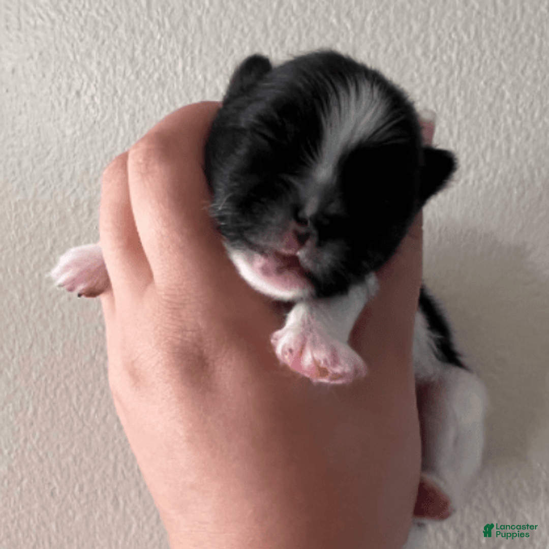 Pomeranian dogs for sale: Serenade - Image 2