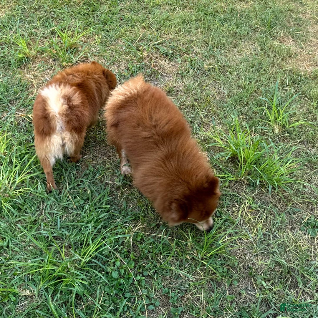 Pomeranian dogs for sale: Winston - Image 25