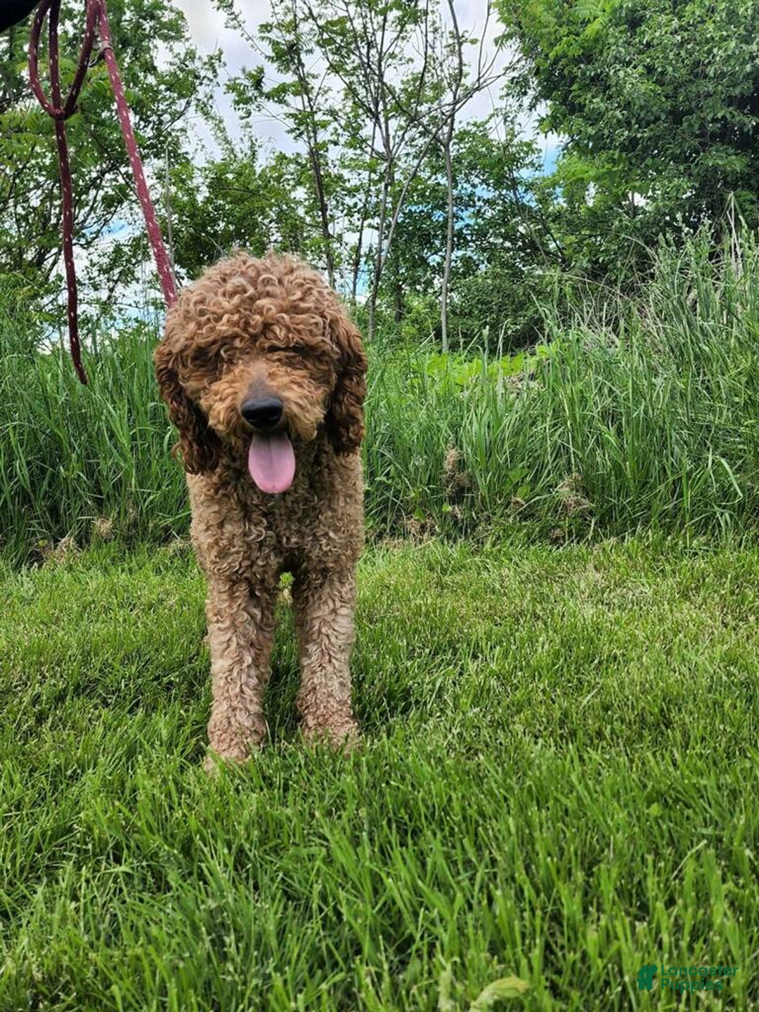 Goldendoodle dogs for sale: Victor - Image 16