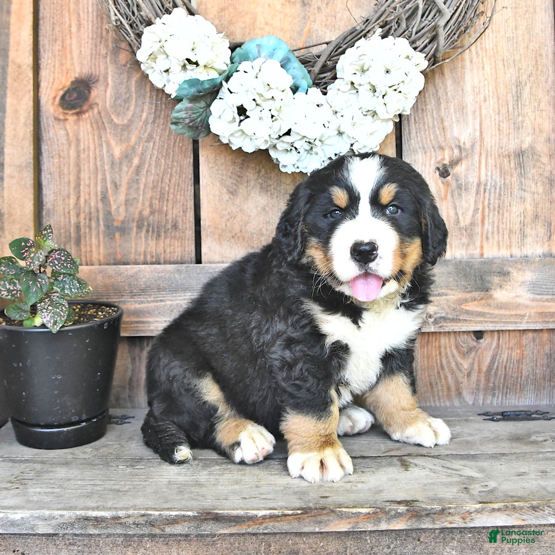 Bernese Mountain Dog dogs for sale: Marley - Image 1