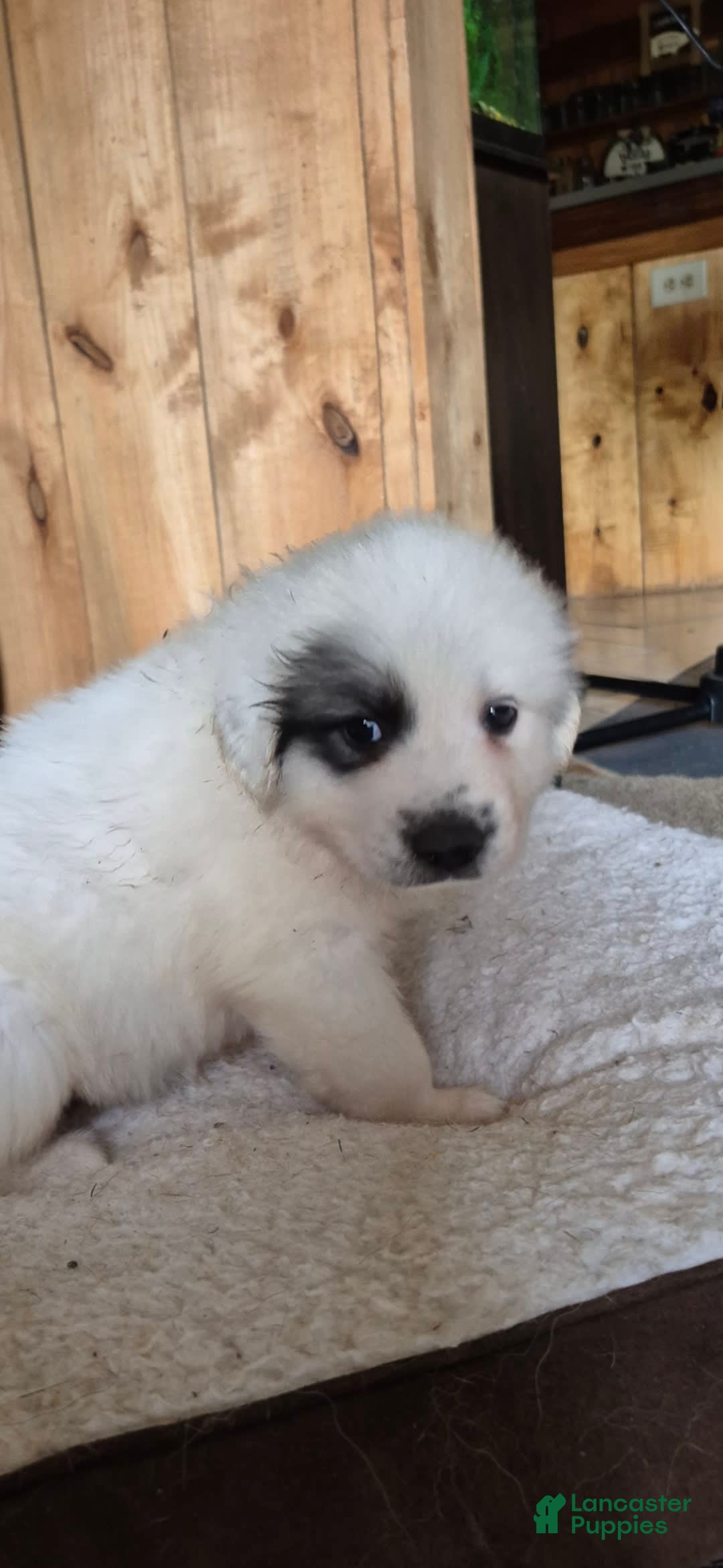 Great Pyrenees dogs for sale: Orange - Image 5