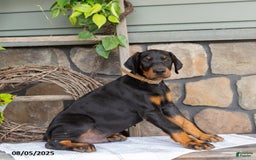Doberman Pinscher dogs for sale: Ranger - Image 3