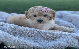 Bichpoo dogs for sale: Polly - Image 1