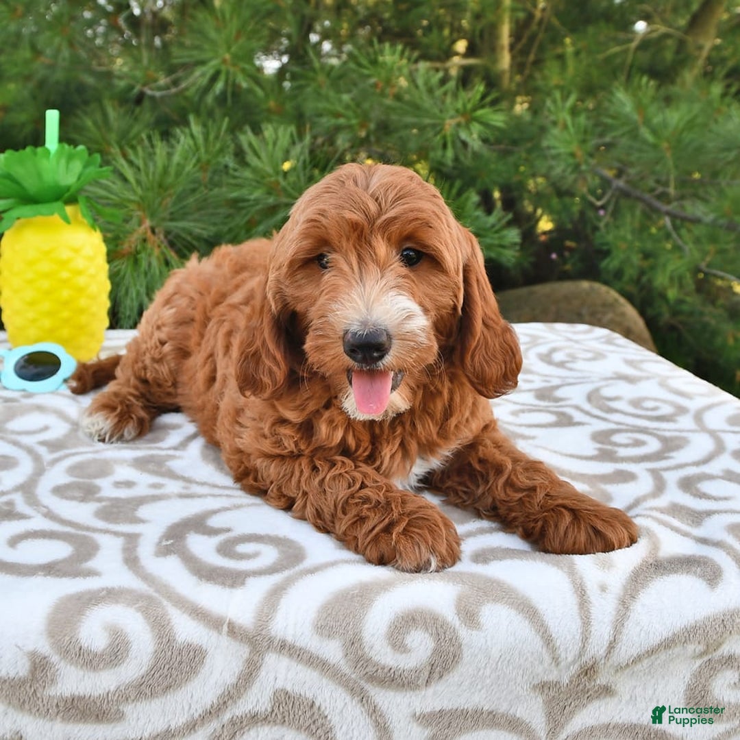 Mini Goldendoodle dogs for sale: Dixie - Image 15
