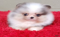 Pomeranian dogs for sale: Chip - Image 5