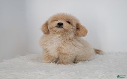 Maltipoo dogs for sale: Agustin - Image 4