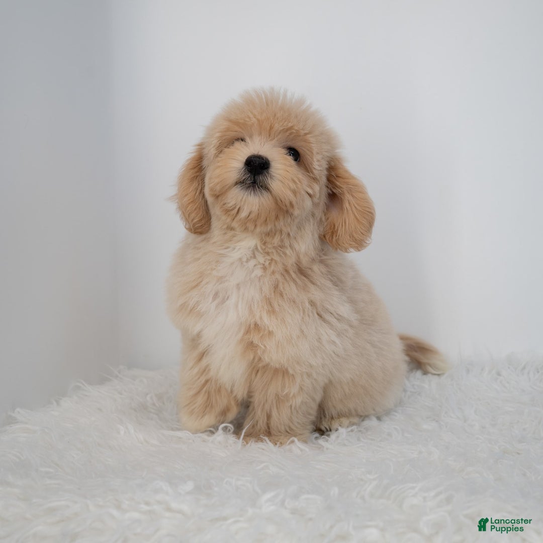 Maltipoo dogs for sale: Agustin - Image 4