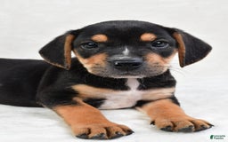 Beabull dogs for sale: Theo - Image 8