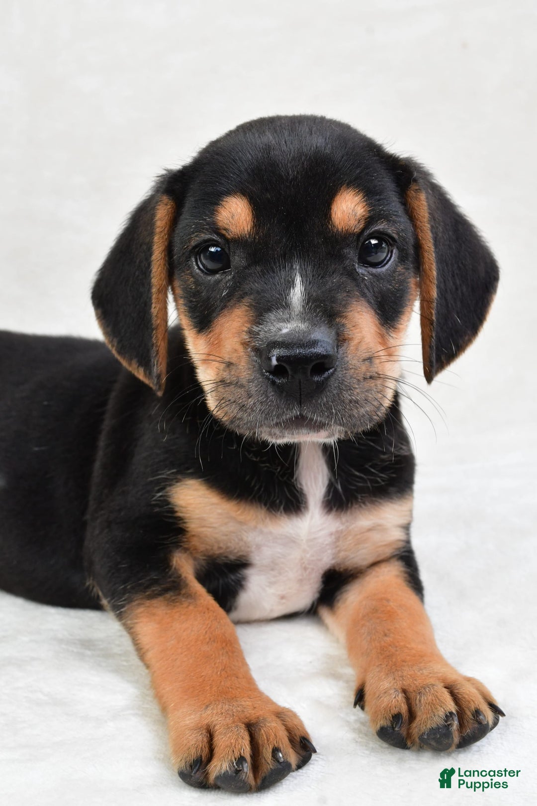 Beabull dogs for sale: Theo - Image 8
