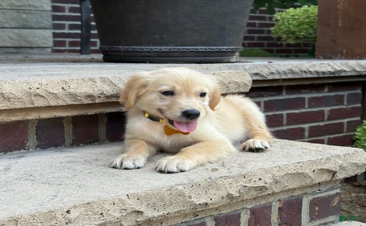 Golden Retriever dogs for sale - Ad 2