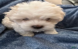 Coton De Tulear dogs for sale: Curly - Image 4