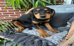 Miniature Bernese Mountain Dog dogs for sale: Lady - Image 2