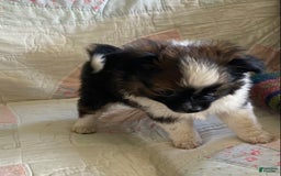Pomchi dogs for sale: Taner - Image 5