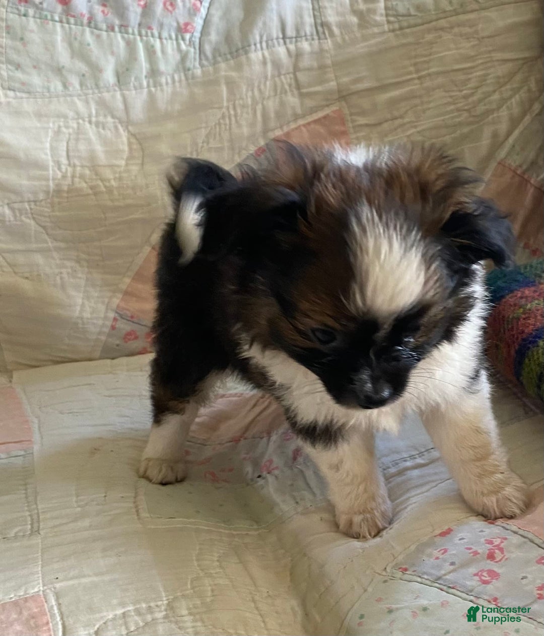 Pomchi dogs for sale: Taner - Image 5