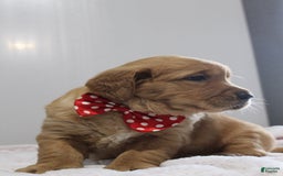 Golden Retriever dogs for sale: Amber - Image 1