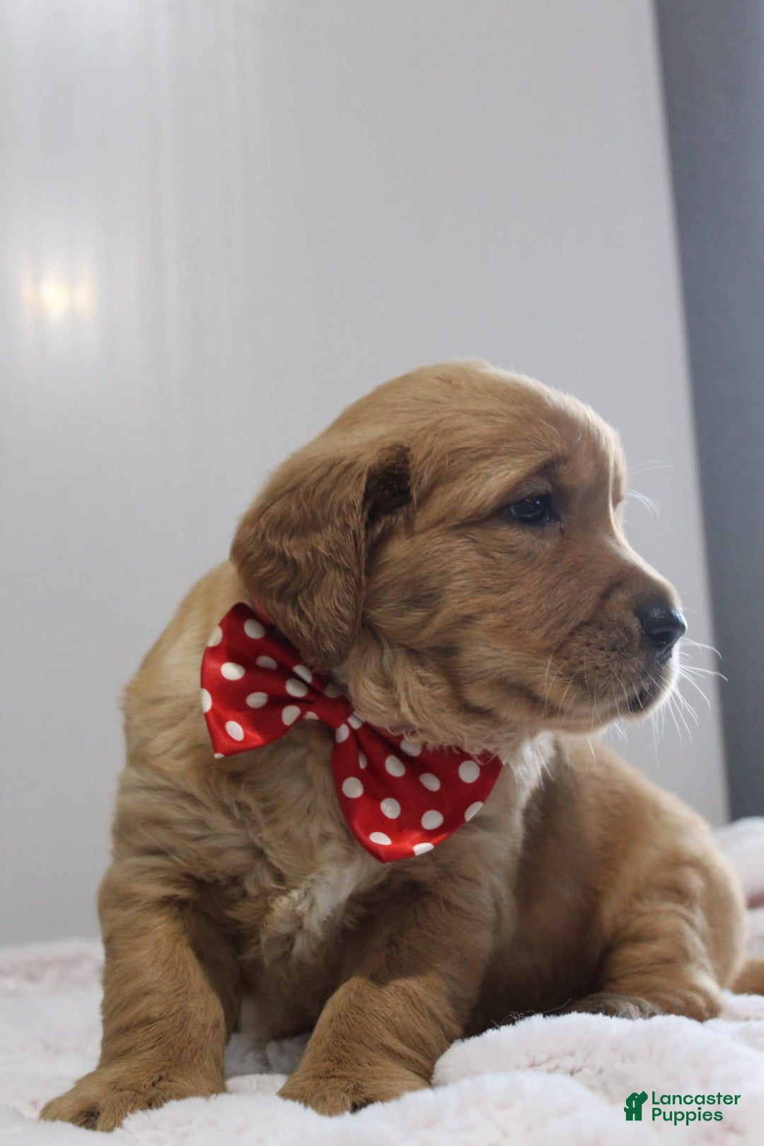 Golden Retriever dogs for sale: Amber - Image 1