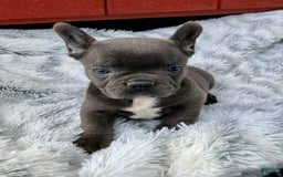 French Bulldog dogs for sale: Lexie - Image 2