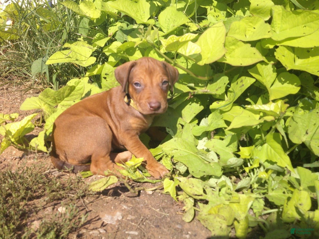 Rhodesian Ridgeback dogs for sale: Copper - Image 2