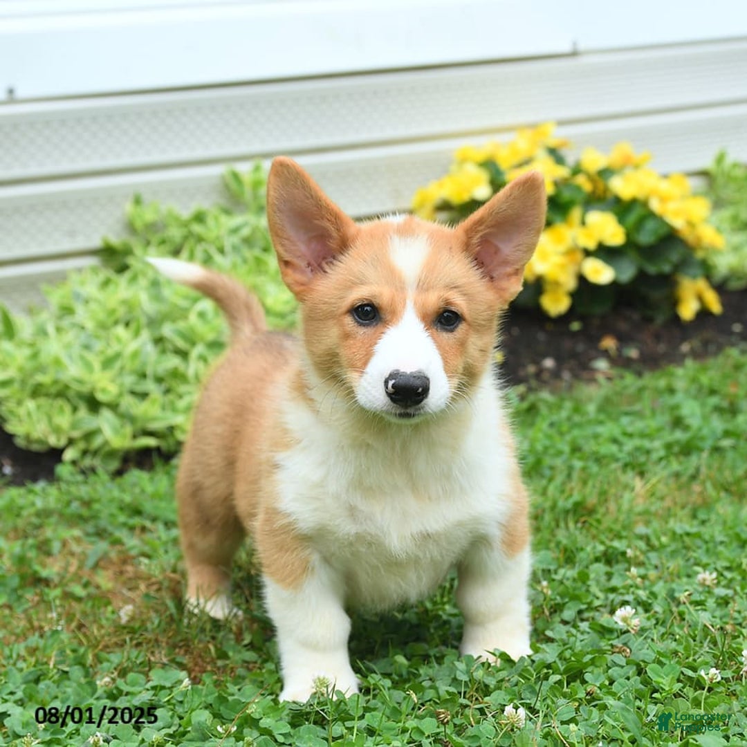 Welsh Corgi Pembroke dogs for sale: Rusty - Image 5