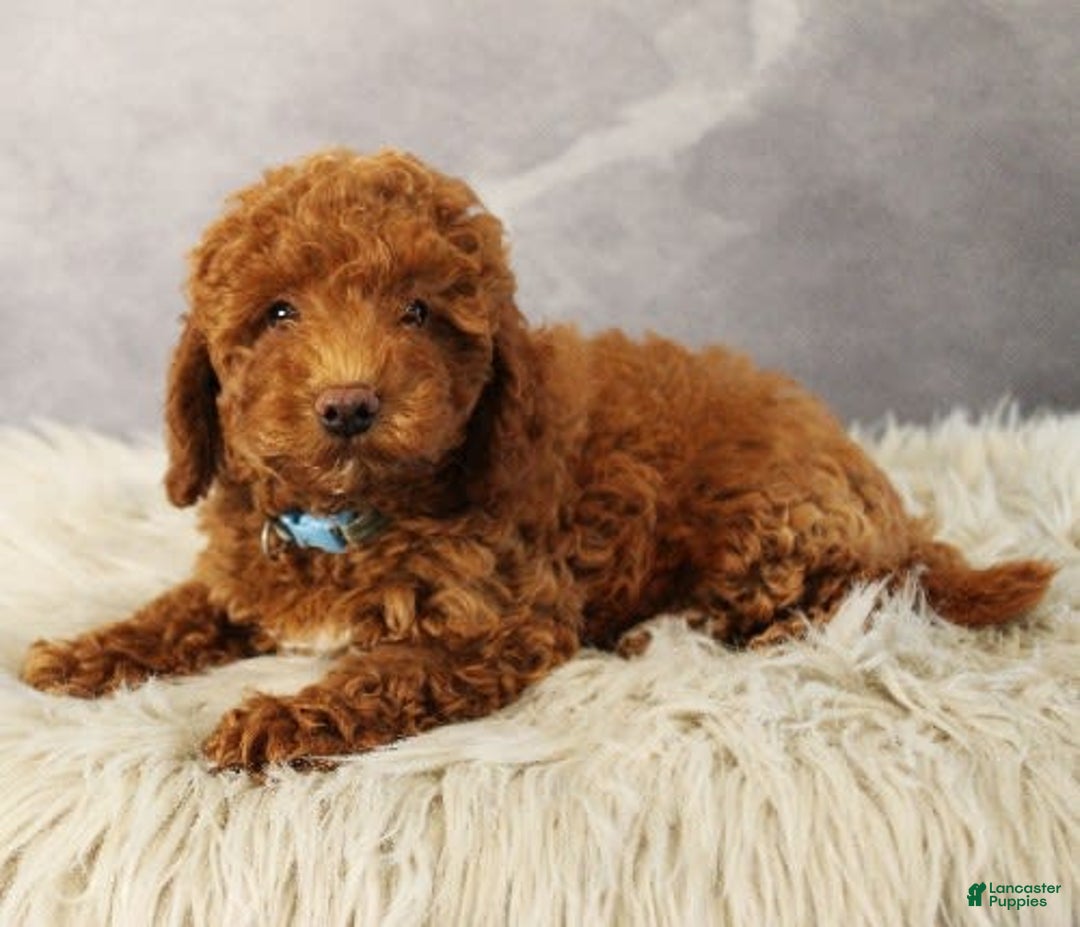 Toy Poodle dogs for sale: Wondercloud - Image 4