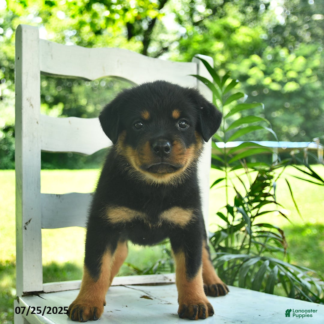 Rottweiler dogs for sale: Rosie - Image 5