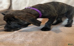 German Shepherd dogs for sale: Raven - Image 2