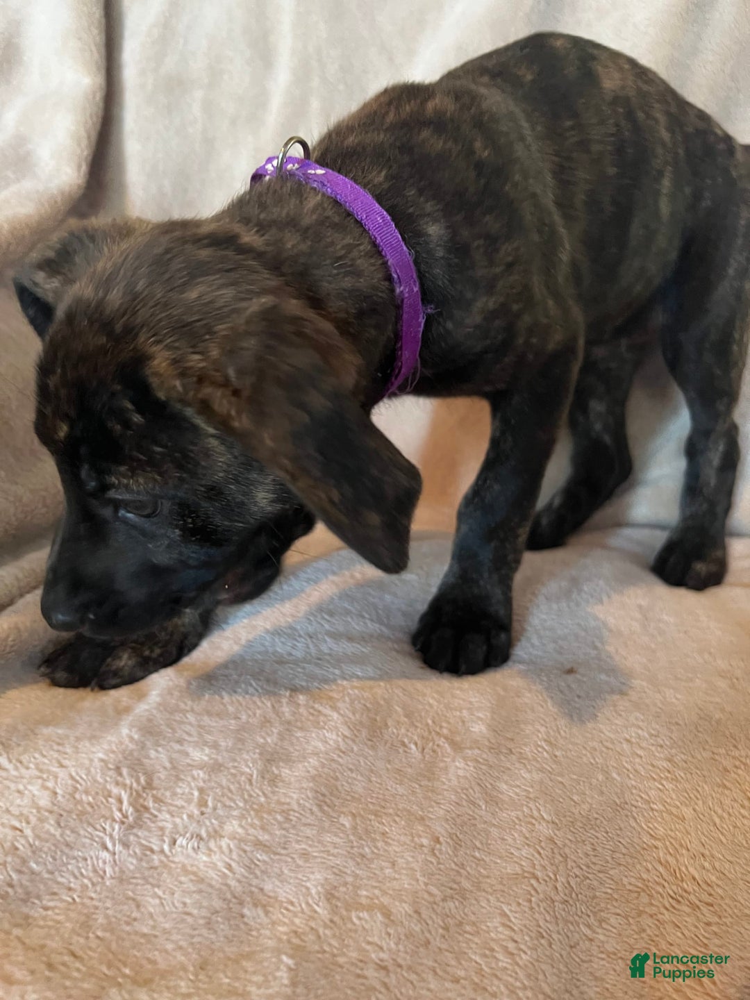 German Shepherd dogs for sale: Raven - Image 2
