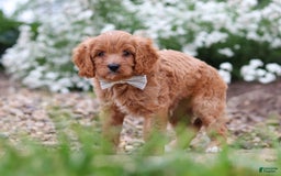 Cavapoo dogs for sale: Kobe - Image 3