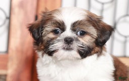 Shih Tzu dogs for sale: Mitch - Image 3
