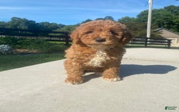 Mini Goldendoodle dogs for sale: Darla - Image 5