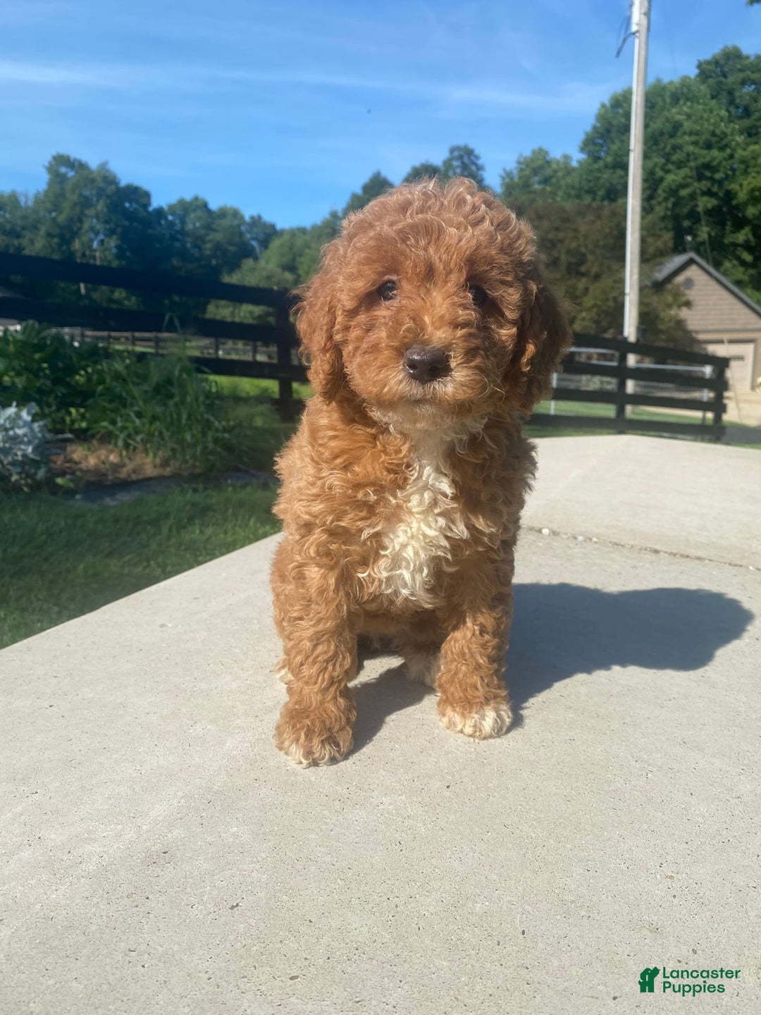 Mini Goldendoodle dogs for sale: Darla - Image 5