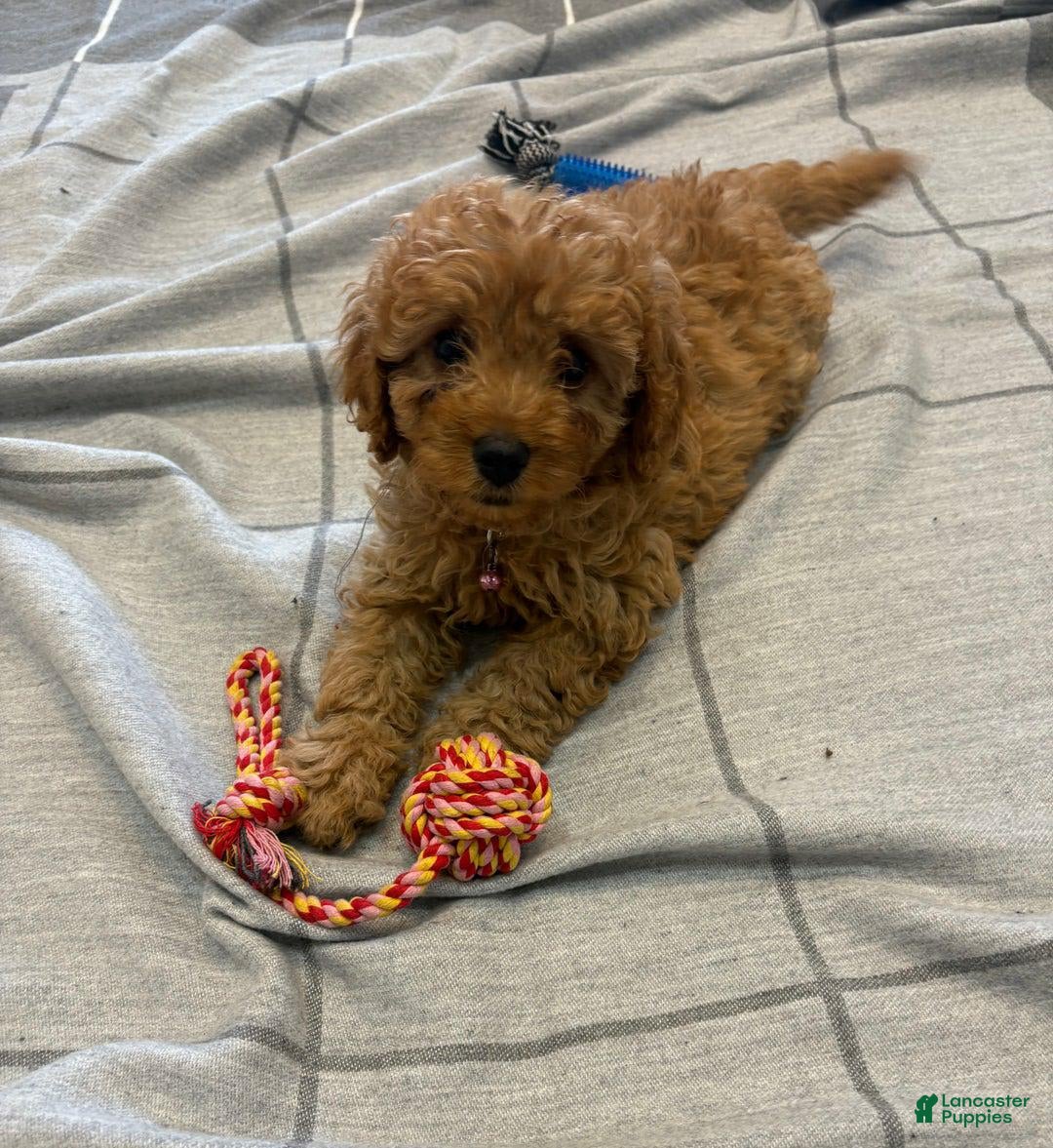 Cavapoo dogs for sale: Lara - Image 5