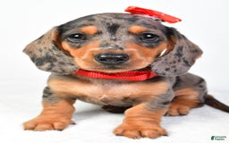 Miniature Dachshund dogs for sale: Snoopy - Image 5