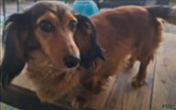 Miniature Dachshund dogs for sale: Ruby - Image 3