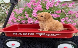 Toy Poodle dogs for sale: Bella - Image 3