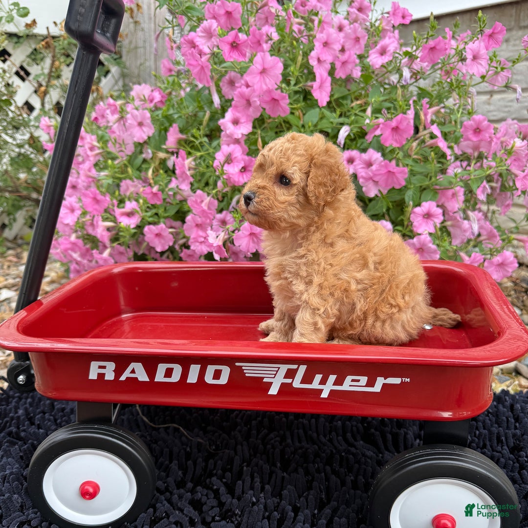 Toy Poodle dogs for sale: Bella - Image 3